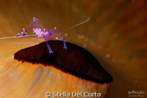 Anemone Glass Shrimp, Indonesia by Stella Del Curto 